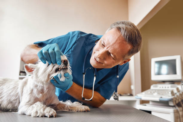 Best Same-Day Emergency Dental Services in Scaggsville, MD